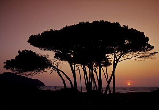 008 Strand von Baratti