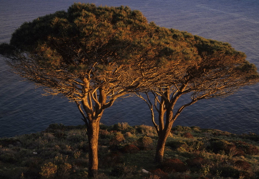 010 Pinien auf Elba