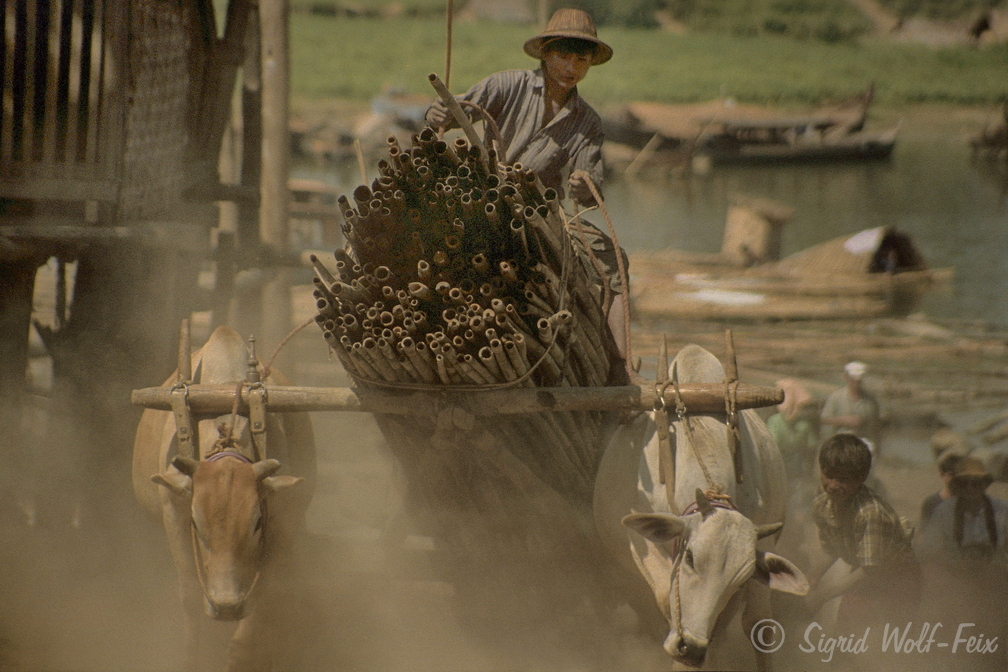 026 Ochsenkarren, Burma.jpg