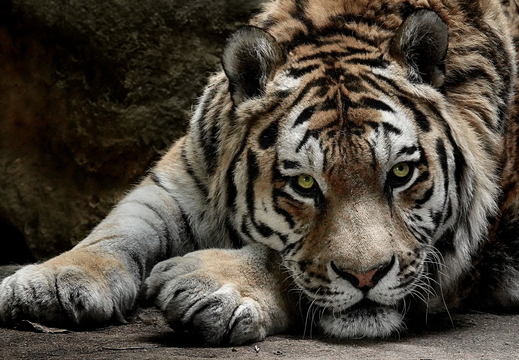 034 Amur-Tiger