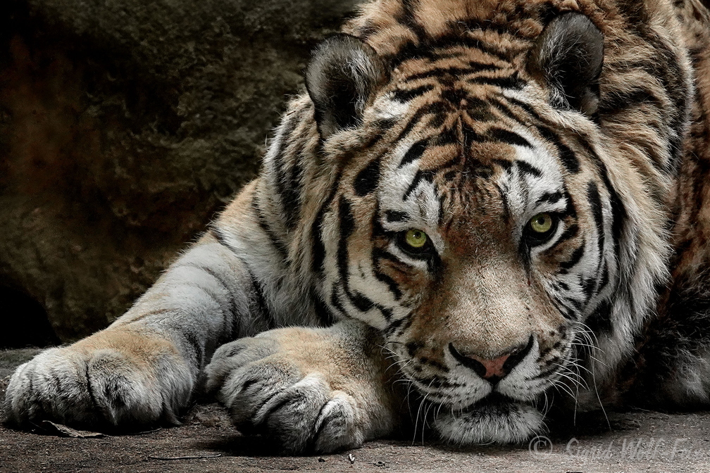 034 Amur-Tiger.jpg