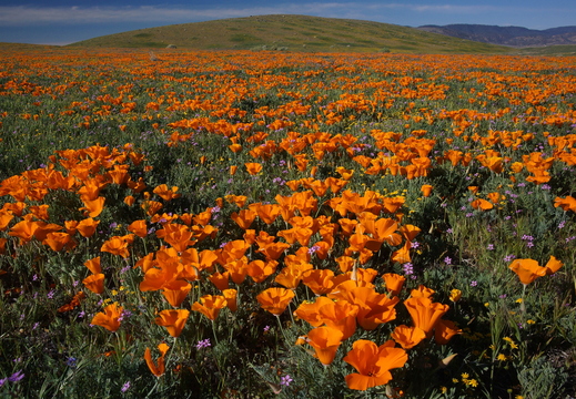 004 Antelope Valley
