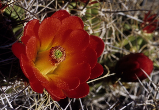 005 Anza Borrego Desert