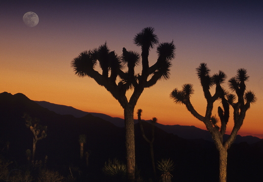 007 Joshua Tree