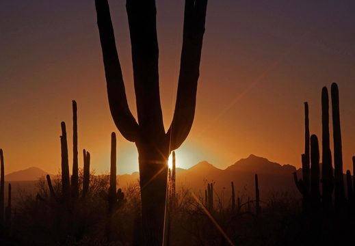 008 Saguaro