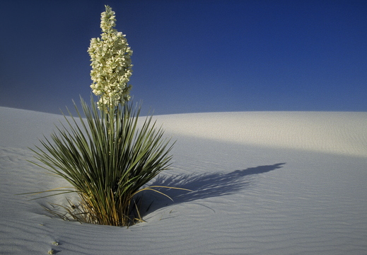 010 White Sands