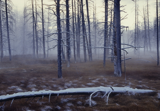 008 Yellowstone