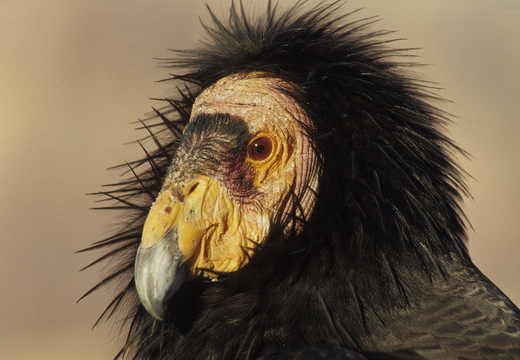 061 Kalifornischer Condor