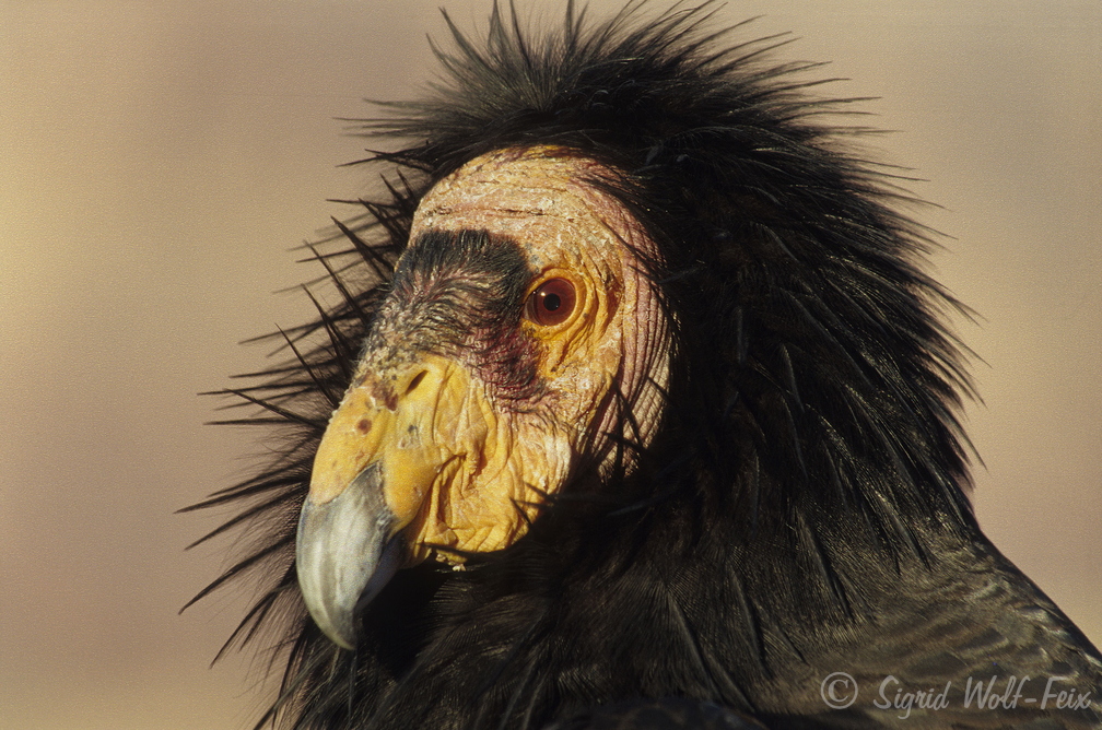 061 Kalifornischer Condor.jpg